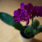 orchid purple